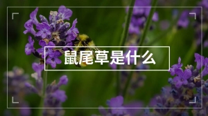 鼠尾草是什么