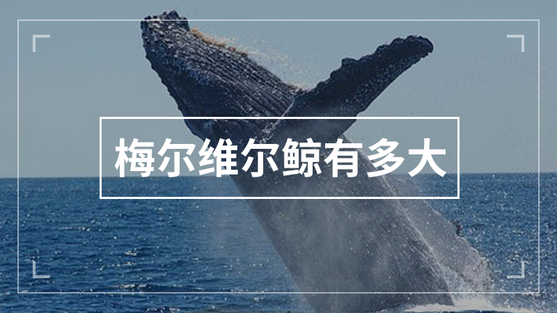 梅尔维尔鲸有多大