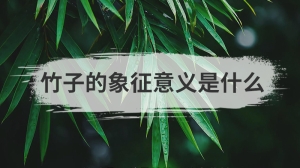 竹子的象征意义是什么