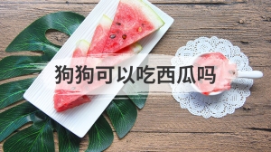 狗狗可以吃西瓜吗