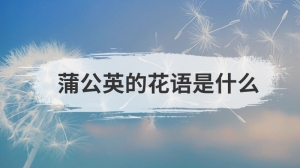 蒲公英的花语是什么