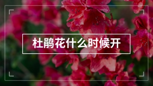 杜鹃花什么时候开