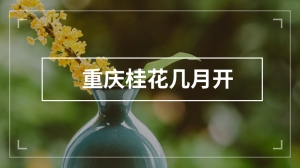 重庆桂花几月开