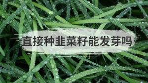 直接种韭菜籽能发芽吗