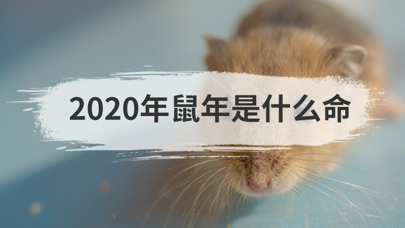 2020年鼠年是什么命