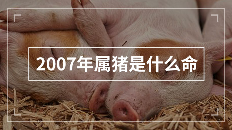 2007年属猪是什么命