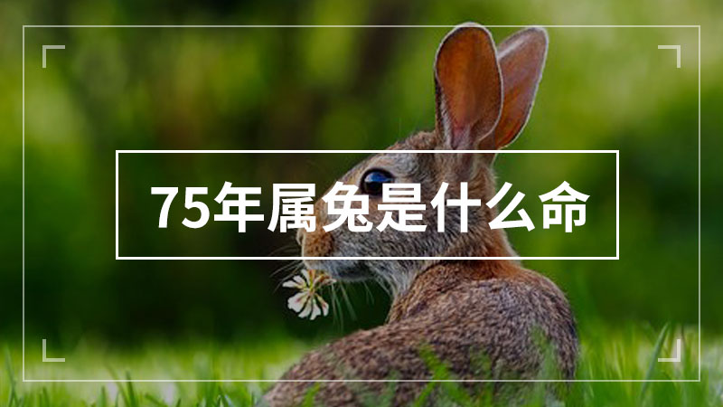 75年属兔是什么命