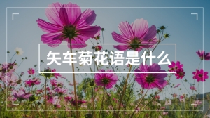 矢车菊花语是什么