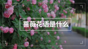 蔷薇花语是什么