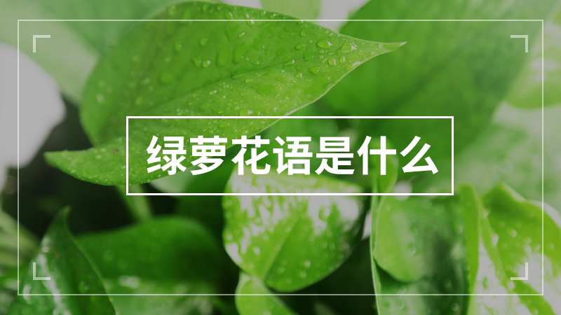 绿萝花语是什么