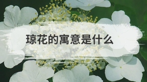 琼花的寓意是什么