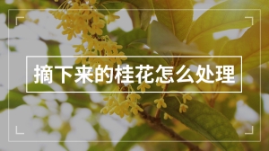 摘下来的桂花怎么处理