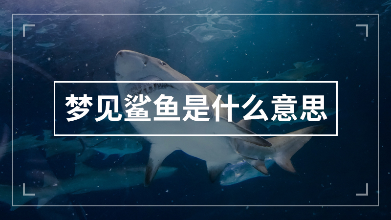 梦见鲨鱼是什么意思