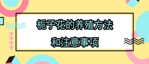 栀子花的养殖方法和注意事项