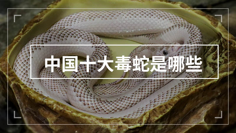 中国十大毒蛇是哪些