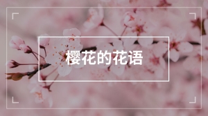 樱花的花语