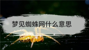 梦见蜘蛛网什么意思