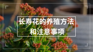 长寿花的养殖方法和注意事项