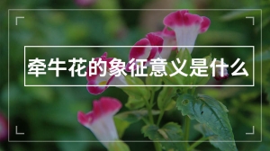 牵牛花的象征意义是什么