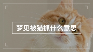 梦见被猫抓什么意思