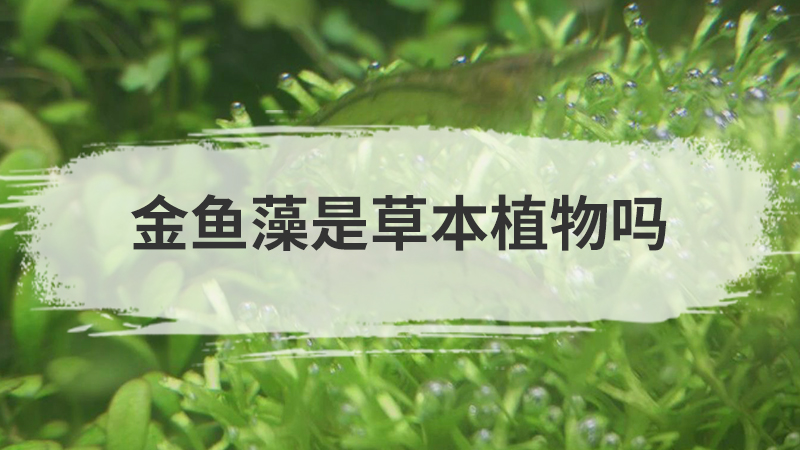 金鱼藻是草本植物吗