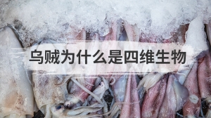 乌贼为什么是四维生物