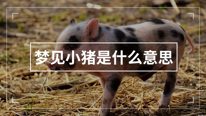 梦见小猪是什么意思