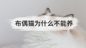 布偶猫为什么不能养