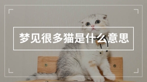 梦见很多猫是什么意思