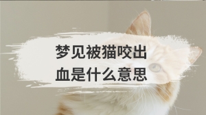 梦见被猫咬出血是什么意思