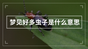 梦见好多虫子是什么意思