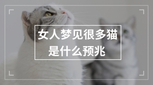 女人梦见很多猫是什么预兆