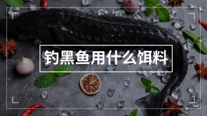 钓黑鱼用什么饵料