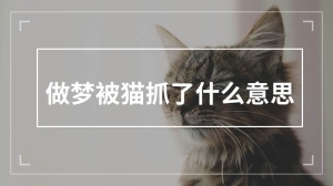 做梦被猫抓了什么意思