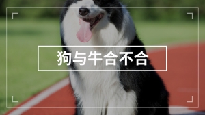 狗与牛合不合