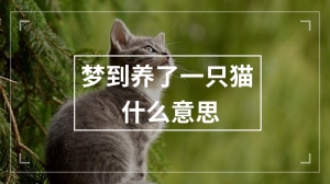 梦到养了一只猫什么意思