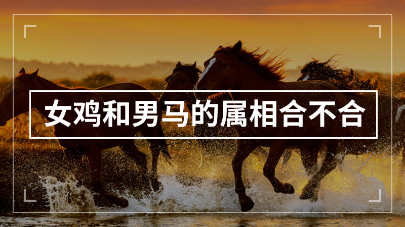 女鸡和男马的属相合不合