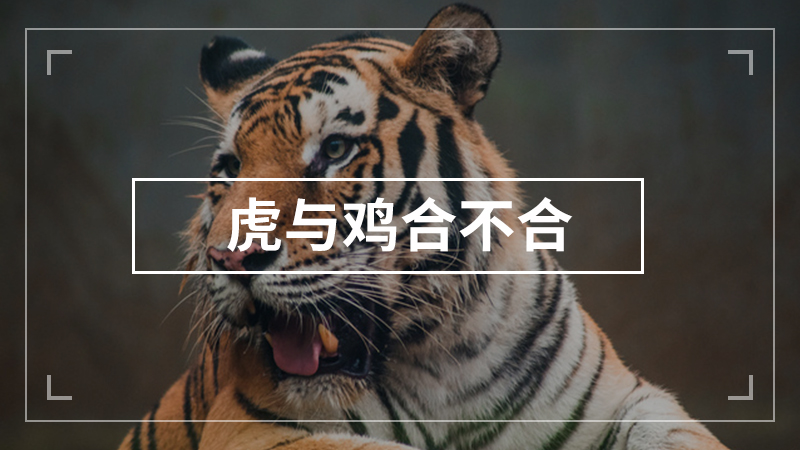 虎与鸡合不合