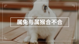 属兔与属猴合不合