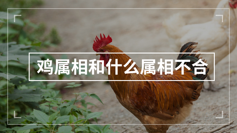 鸡属相和什么属相不合