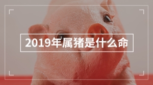 2019年属猪是什么命