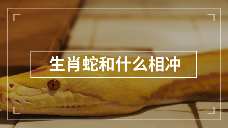 生肖蛇和什么相冲