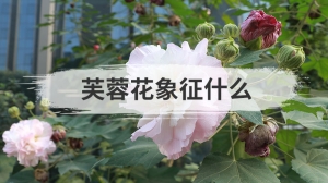 芙蓉花象征什么