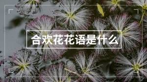 合欢花的花语是什么