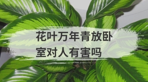 花叶万年青放卧室对人有害吗