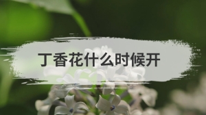 丁香花什么时候开