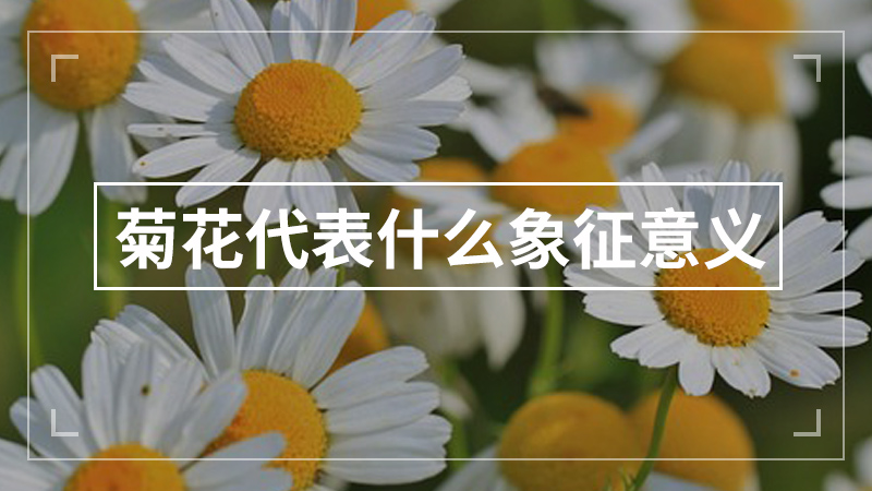 菊花代表什么象征意义