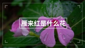 雁来红是什么花