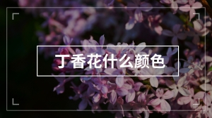 丁香花什么颜色