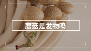 蘑菇是发物吗